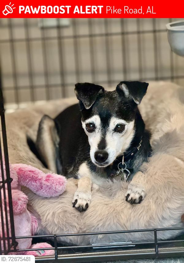Lost Female Dog last seen Pike Road and Vaughn Rd by CVS, Pike Road, AL 36064