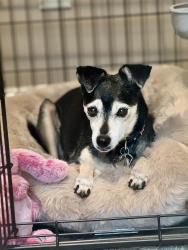 Lost Female Dog last seen Pike Road and Vaughn Rd by CVS, Pike Road, AL 36064