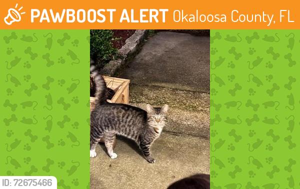 Found/Stray Male Cat last seen Holloway and HWY 4, Okaloosa County, FL 32531