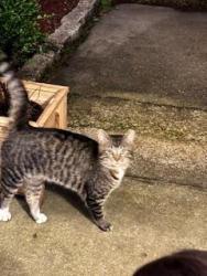 Found/Stray Male Cat last seen Holloway and HWY 4, Okaloosa County, FL 32531