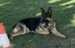 Lost Female Dog last seen La sierra park, Riverside, CA 92505