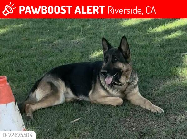 Lost Female Dog last seen La sierra park, Riverside, CA 92505