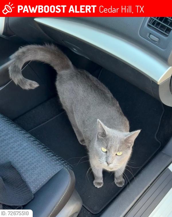 Lost Female Cat last seen Lisa Ln, Cedar Hill, TX 75104