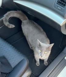 Lost Female Cat last seen Lisa Ln, Cedar Hill, TX 75104