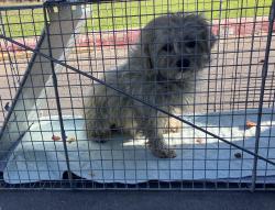 Found/Stray Female Dog last seen Near , Houston, TX 77087