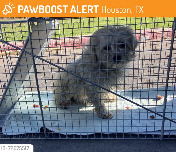 Found/Stray Female Dog last seen Near , Houston, TX 77087