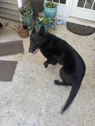 Found/Stray Male Dog last seen Near Saxony Drive, Irmo, SC 29063