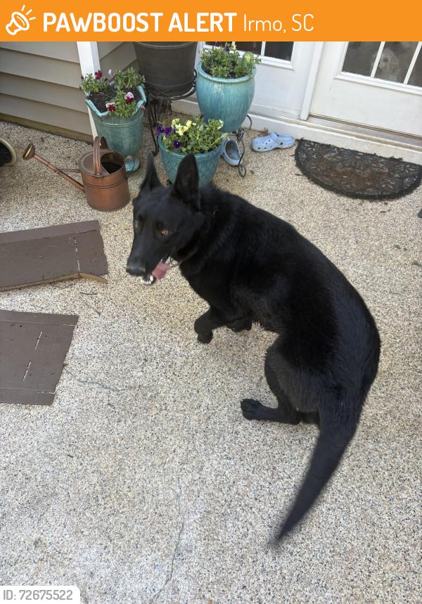 Found/Stray Male Dog last seen Near Saxony Drive, Irmo, SC 29063