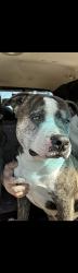 Lost Male Dog last seen 78th st and Leavenworth rd , Kansas City, KS 66109