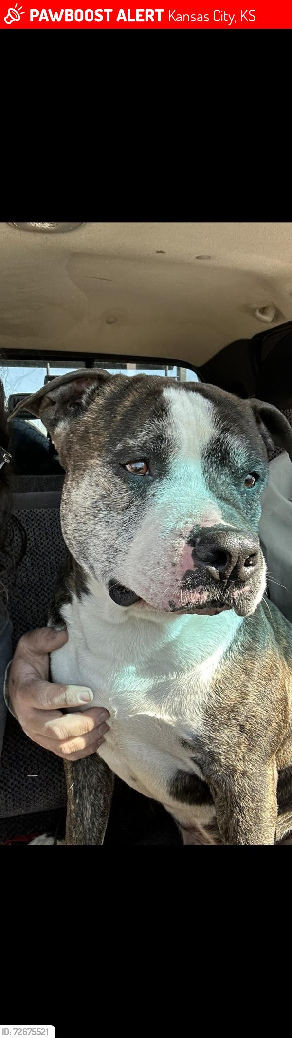 Lost Male Dog last seen 78th st and Leavenworth rd , Kansas City, KS 66109