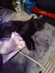 Lost Male Cat last seen Wellesley and Jefferson , Spokane, WA 99205