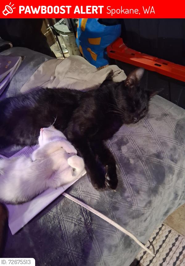 Lost Male Cat last seen Wellesley and Jefferson , Spokane, WA 99205