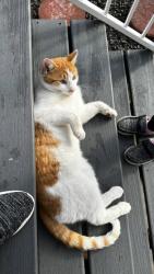 Lost Male Cat last seen Smith Ave & Midway, Nampa, ID 83651