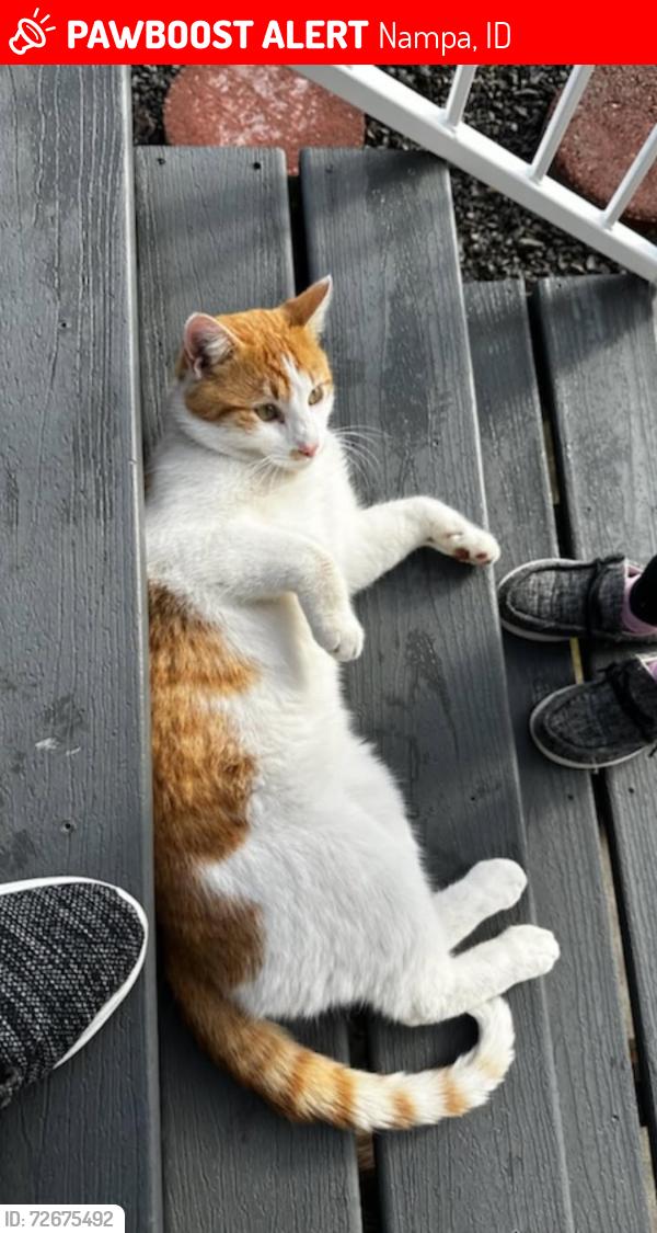 Lost Male Cat last seen Smith Ave & Midway, Nampa, ID 83651