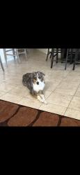 Lost Male Dog last seen Andover farm, Fresno, TX 77545