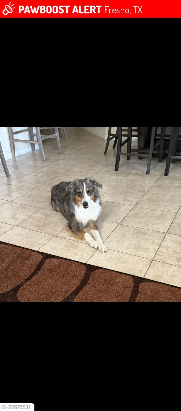 Lost Male Dog last seen Andover farm, Fresno, TX 77545