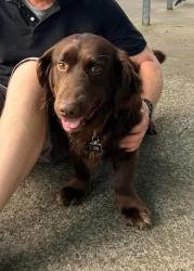 Lost Male Dog last seen Deck Rd between 101 and Wham Lawn Rd, Gray Court, SC 29645