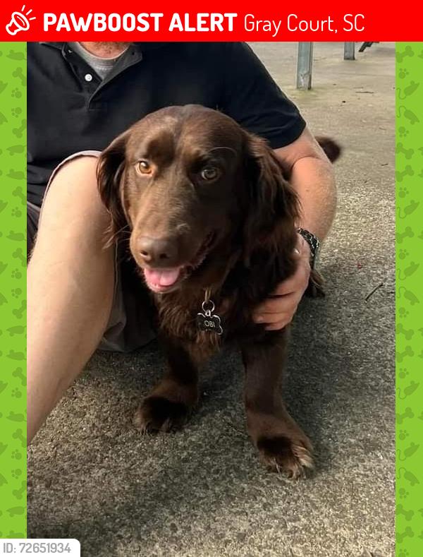 Lost Male Dog last seen Deck Rd between 101 and Wham Lawn Rd, Gray Court, SC 29645