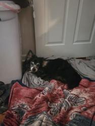 Lost Male Dog last seen Glade Road, Saks Al., Anniston, AL 36206