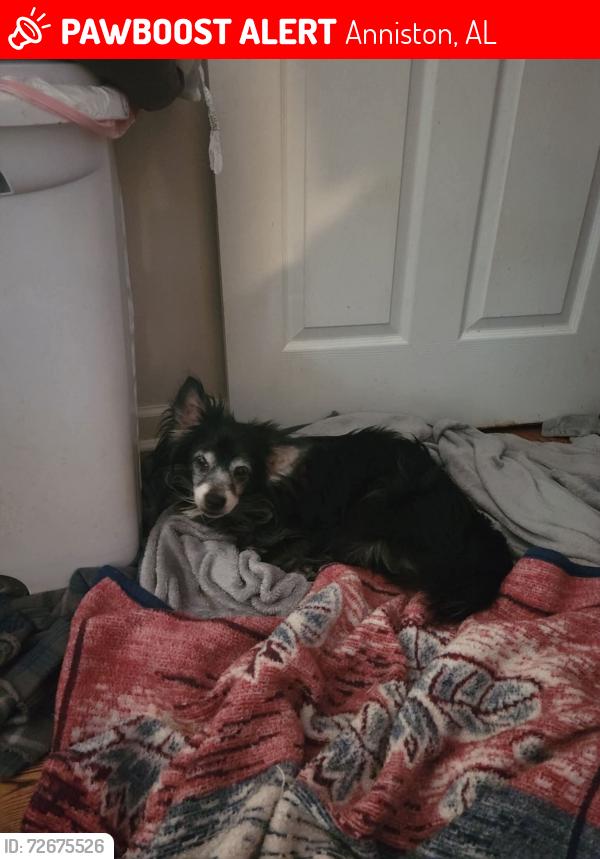 Lost Male Dog last seen Glade Road, Saks Al., Anniston, AL 36206