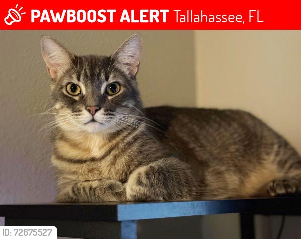 Lost Male Cat last seen Grail & Guinevere in the Camelot subdivision, Tallahassee, FL 32301
