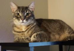 Lost Male Cat last seen Grail & Guinevere in the Camelot subdivision, Tallahassee, FL 32301