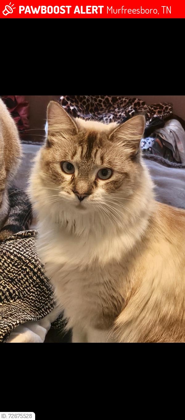 Lost Female Cat last seen Nina Marie ave, Murfreesboro, TN 37129