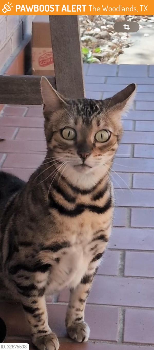 Found/Stray Female Cat last seen Silkbay place in Alden Bridge, The Woodlands, TX 77382