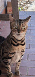Found/Stray Female Cat last seen Silkbay place in Alden Bridge, The Woodlands, TX 77382