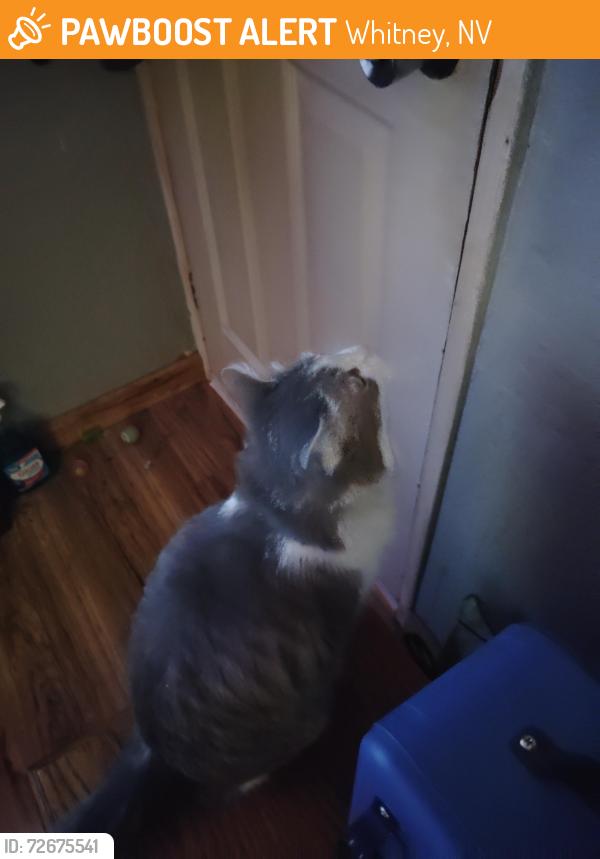Found/Stray Female Cat last seen Tropicana Avenue, Whitney, NV 89122