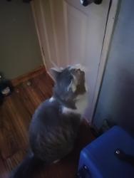 Found/Stray Female Cat last seen Tropicana Avenue, Whitney, NV 89122