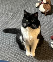 Lost Female Cat last seen Ina and silverbell, Tucson Mountains, AZ 85743
