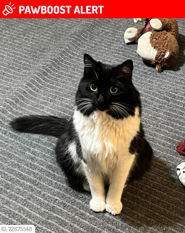 Lost Female Cat last seen Ina and silverbell, Tucson Mountains, AZ 85743