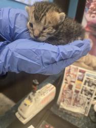 Shelter Stray Female Cat last seen MATTEW ST BAKERSFIELD, Bakersfield, CA 93307