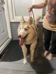 Shelter Stray Female Dog last seen , San Antonio, TX 78227