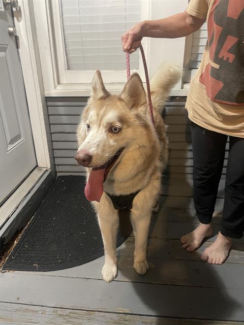 Shelter Stray Female Dog last seen , San Antonio, TX 78227
