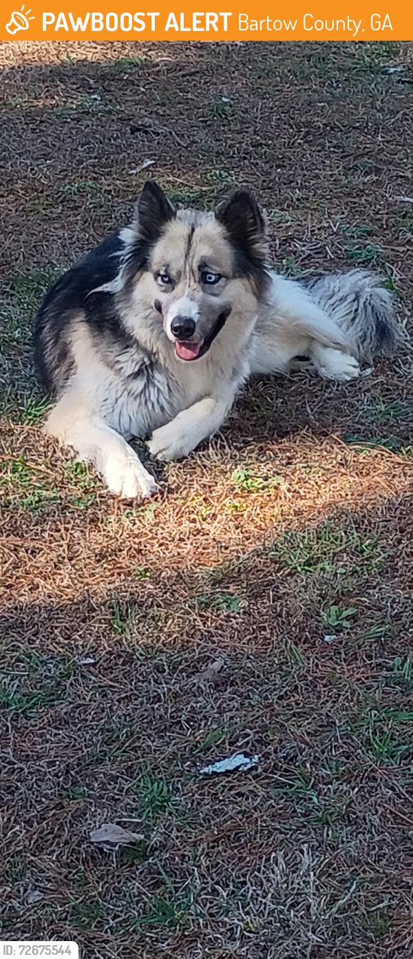 Found/Stray Female Dog last seen Crowe springs spur rd, Bartow County, GA 30184