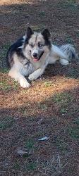 Found/Stray Female Dog last seen Crowe springs spur rd, Bartow County, GA 30184