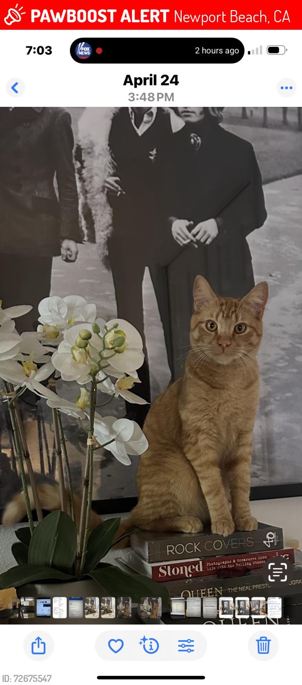 Lost Male Cat last seen San Miguel and San joaquin, Newport Beach, CA 92660