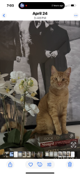 Lost Male Cat last seen San Miguel and San joaquin, Newport Beach, CA 92660