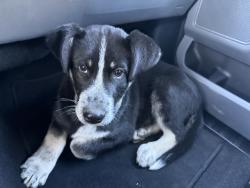 Found/Stray Male Dog last seen West park, Nashville, TN 37209
