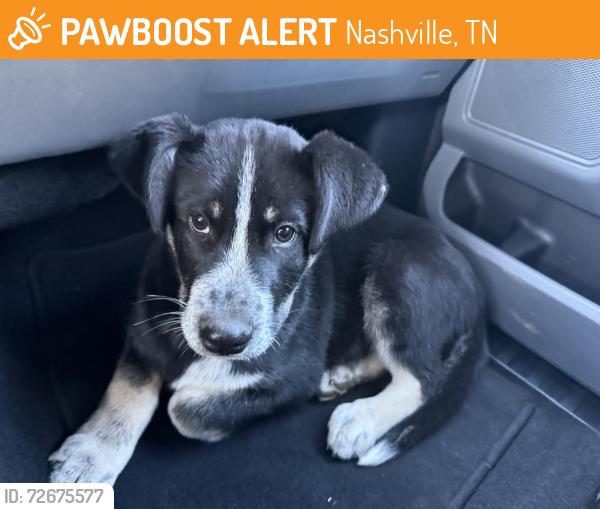 Found/Stray Male Dog last seen West park, Nashville, TN 37209