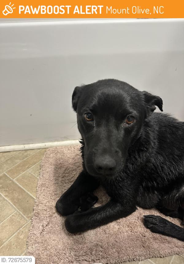 Found/Stray Female Dog last seen D&H mart mount olive, Mount Olive, NC 28365