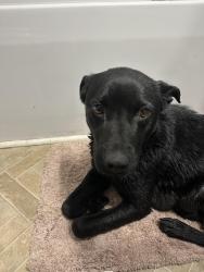 Found/Stray Female Dog last seen D&H mart mount olive, Mount Olive, NC 28365