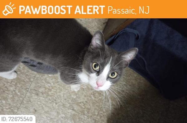Found/Stray Female Cat last seen Broadway, Passaic, NJ 07055