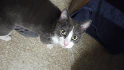 Found/Stray Female Cat last seen Broadway, Passaic, NJ 07055