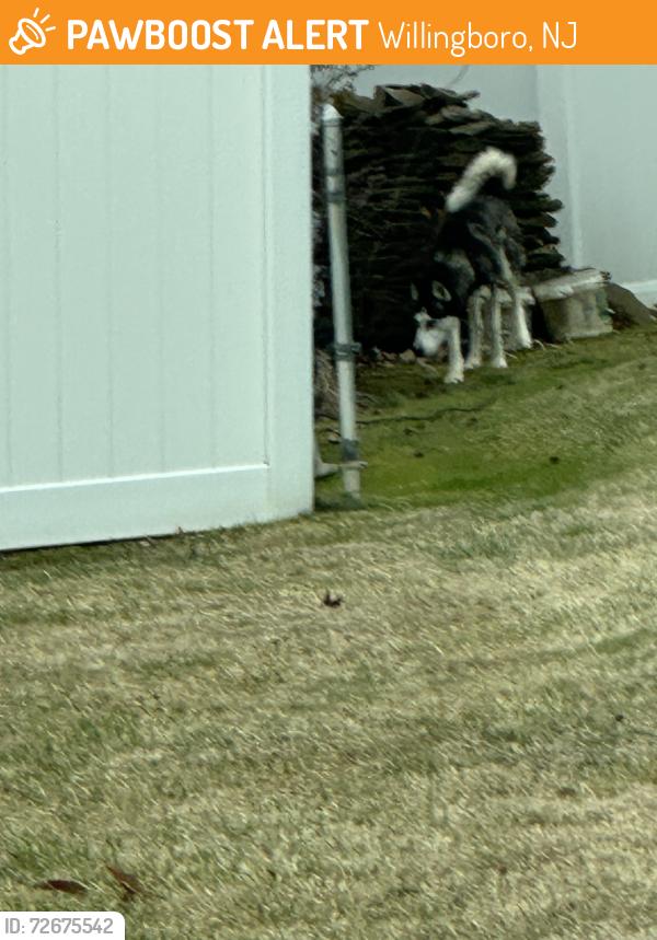 Found/Stray Unknown Dog last seen Tyler & Trebing , Willingboro, NJ 08046