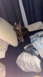 Lost Female Cat last seen Near mclaughlin behind publix on 60, Lake Wales, FL 33853