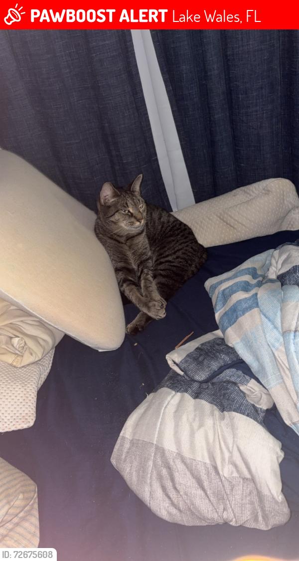 Lost Female Cat last seen Near mclaughlin behind publix on 60, Lake Wales, FL 33853
