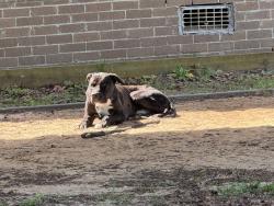 Found/Stray Unknown Dog last seen Lou Dunbar Rd, Pelion, SC 29123